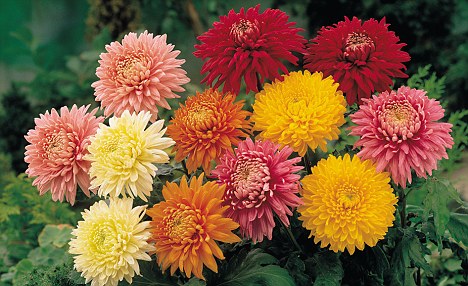 Chrysantemum