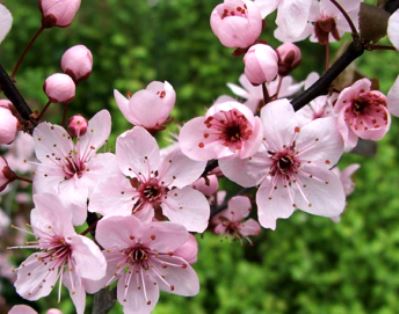 Plum-Blossom