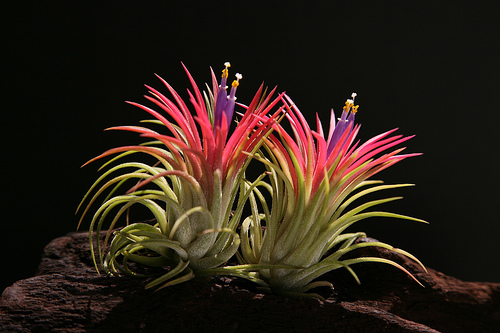 Tillandsia 1