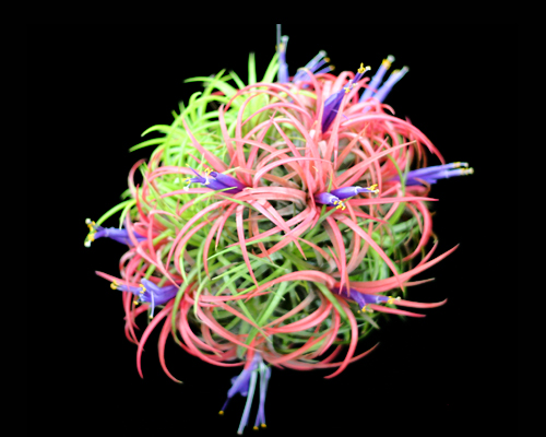 Tillandsia Ionantha Ball