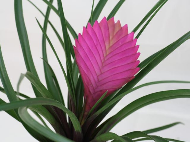 Tillandsia-cyanea
