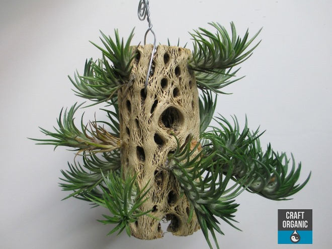 Tillandsia-on-Wood-03-