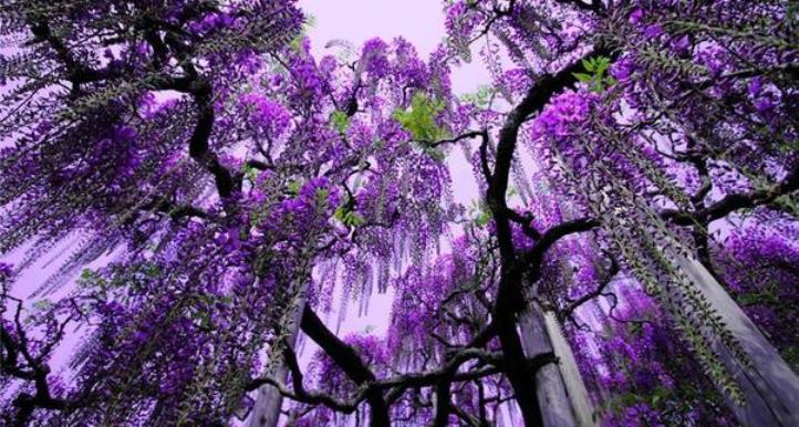 ashikaga-flower-park-3