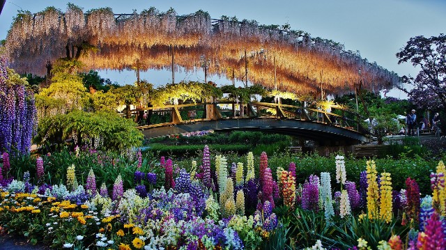 ashikaga-flower-park-5