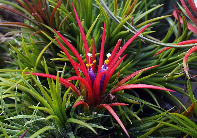 tillandsia