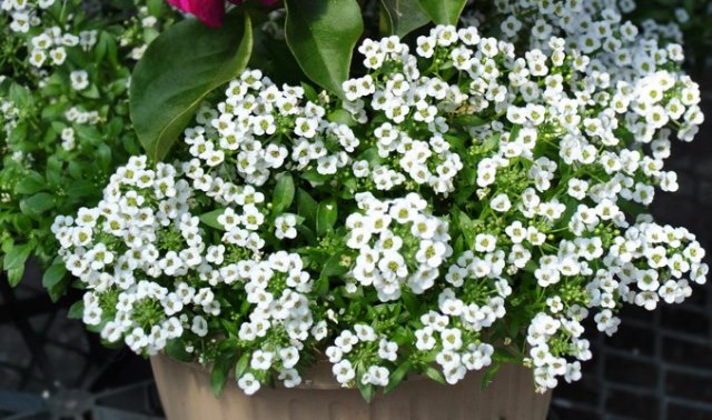 10_SweetAlyssum