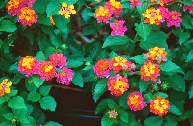 1_Lantana