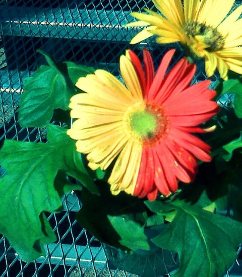 2348079699_a5809df479_z