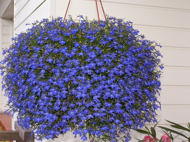 2_Lobelia