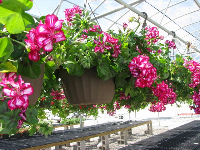 3_Geraniums