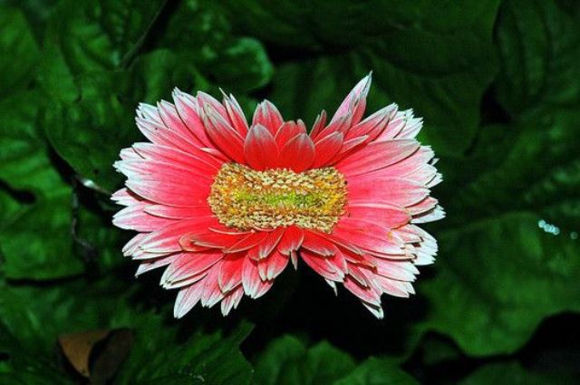 9633471294110dbd0z_1