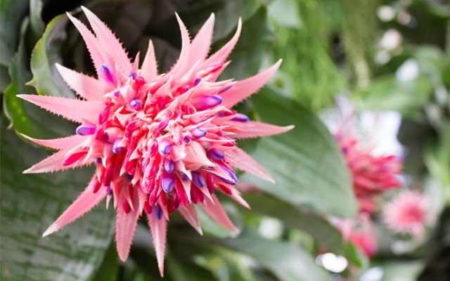 Bromeliad