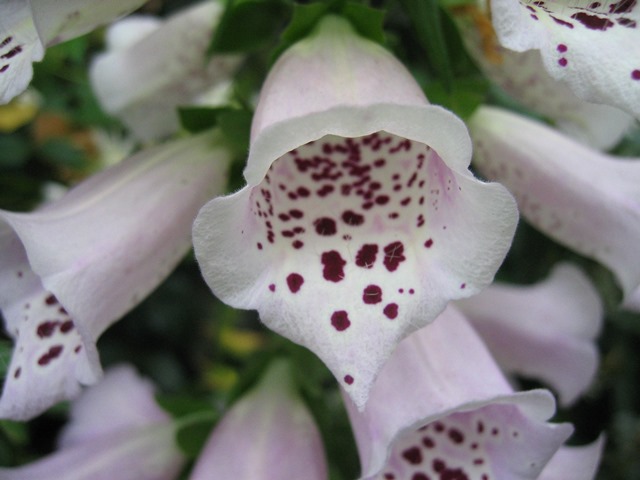 Digitalis-purpurea-3-NYBG