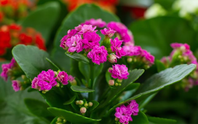 Kalanchoe