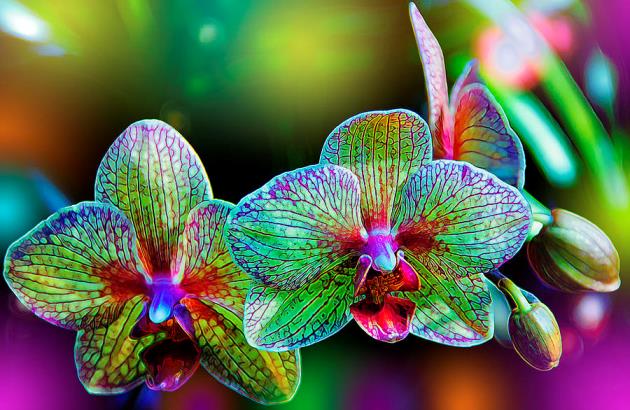 Orchid 1