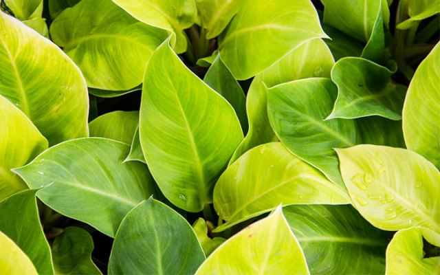 Philodendron