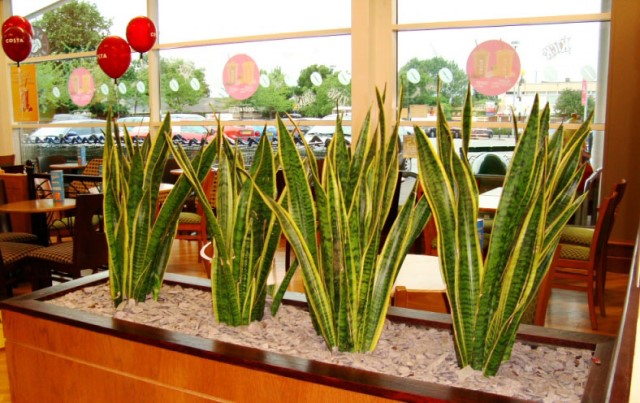 Sansevieria