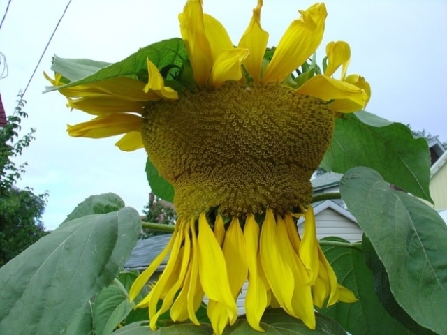 sunflower