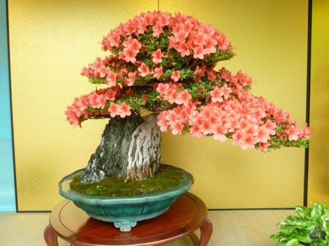 01-flowering-bonsai