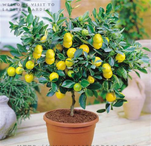 20Pcs-Garden-plants-With-Instructions-Bonsai-Lemon-Tree-Seeds-High-survival-Rate-Fruit-Tree-Seeds-For