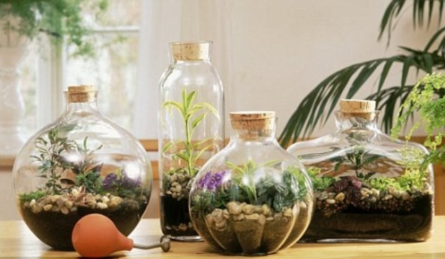 Terrarium 4