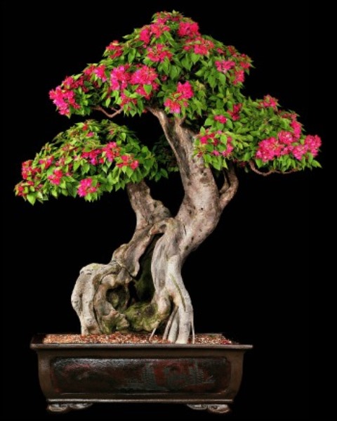 pixie-bougainvillea-flowering-bonsai-tree