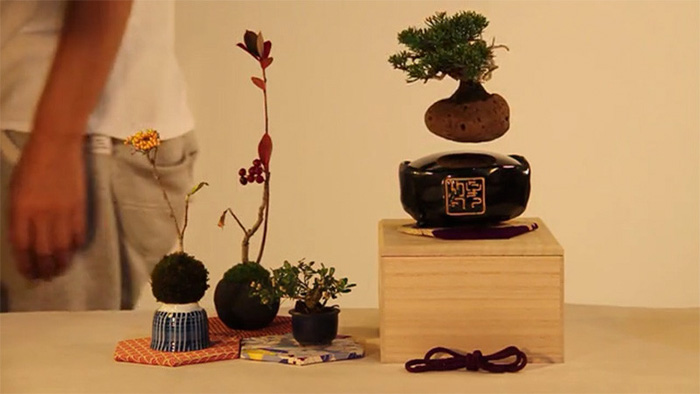 Air Bonsai 5