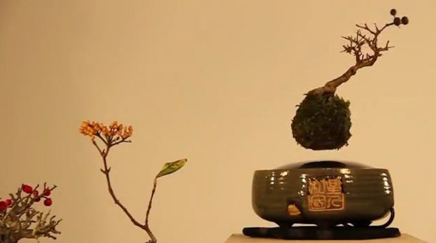 Japanese startup launches Kickstarter campaign for levitating bonsai trees.