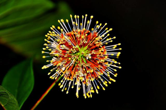 Flower Fireworks 10