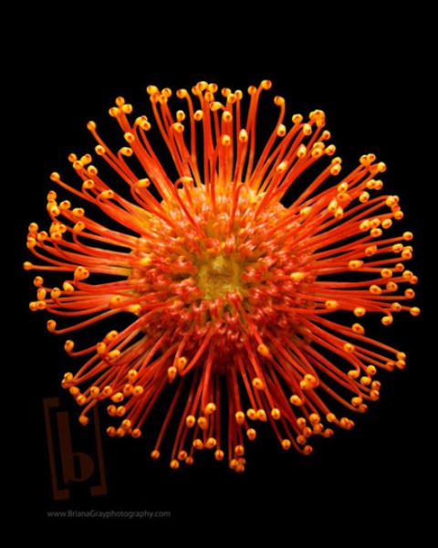 Flower Fireworks 13