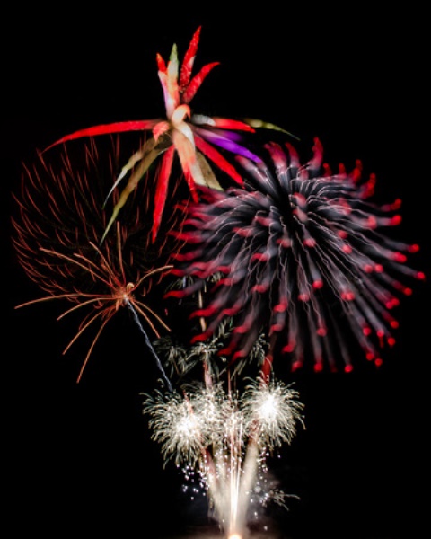 Flower Fireworks 16