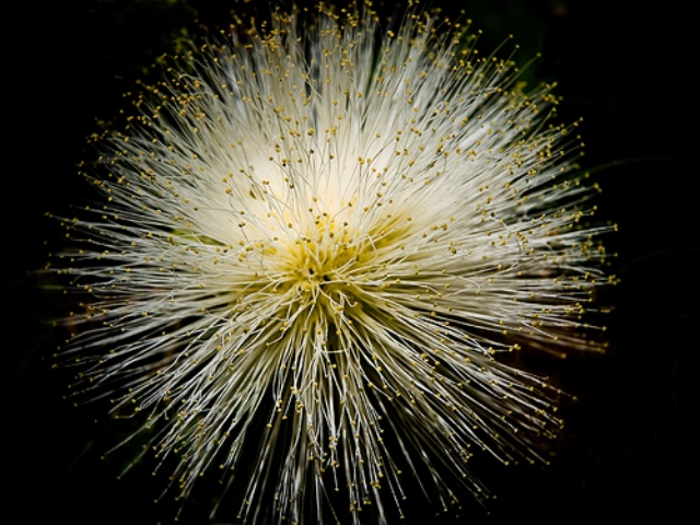 Flower Fireworks 6