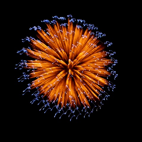Flower Fireworks 7