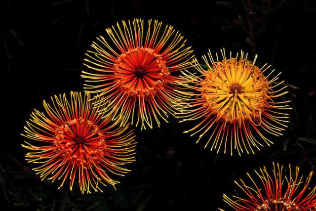 Flower Fireworks 8