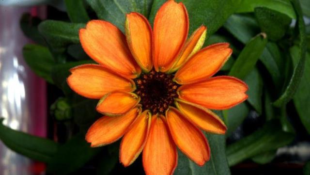 Zinnia Space Flower