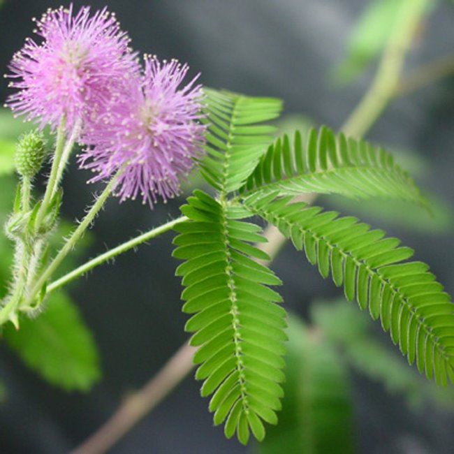 Mimosa Pudica 2