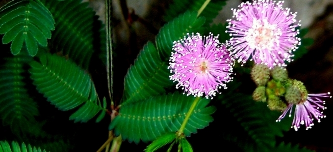 mimosa pudica 1