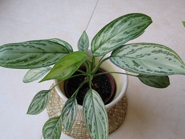 Aglaonema-Silver_Queen