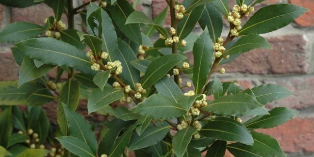 Bay Leaf