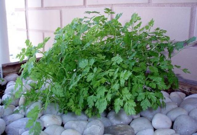 Chervil