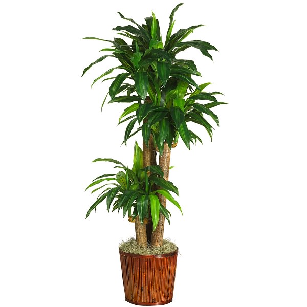 Dracaena