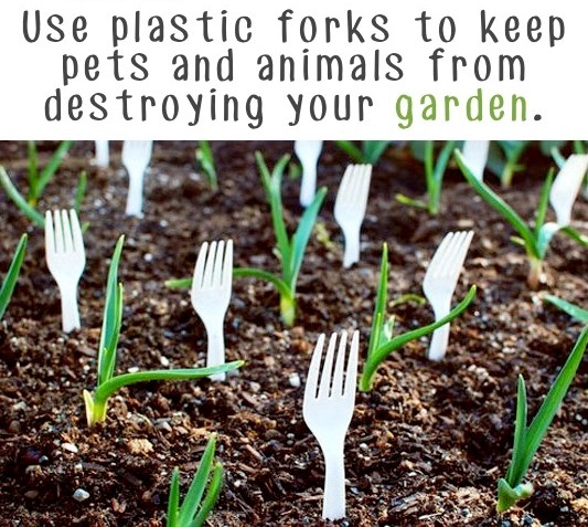 Garden Tips 12