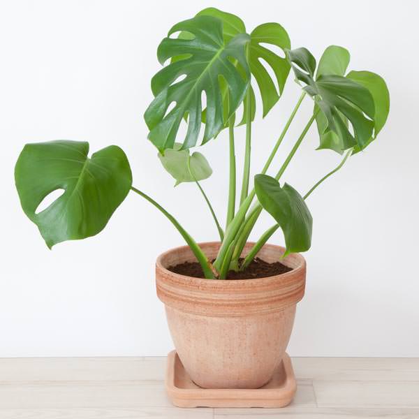 Philodendron