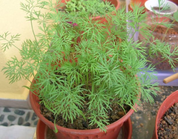 dill