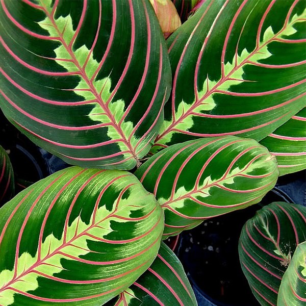 maranta-leuconeura