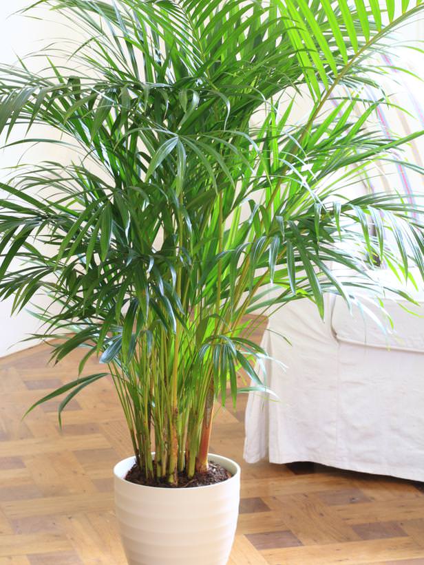 parlor-palm