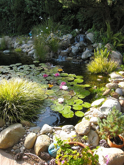 Backyard Pond 9