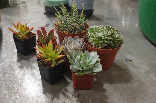 Layered Sand Planter 1