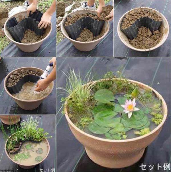 Pond In Pot 1
