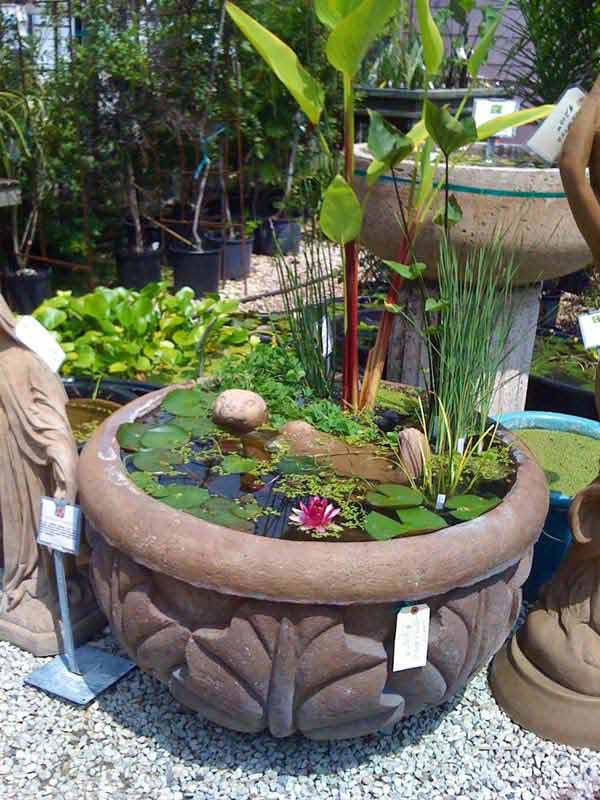 Pond In Pot 13